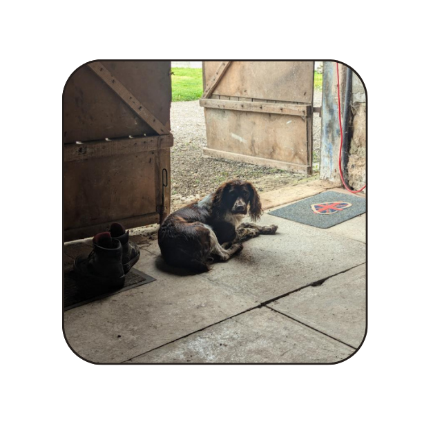 Garde de chiens à Bosgouet