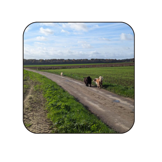 Garde de chiens à Bosgouet